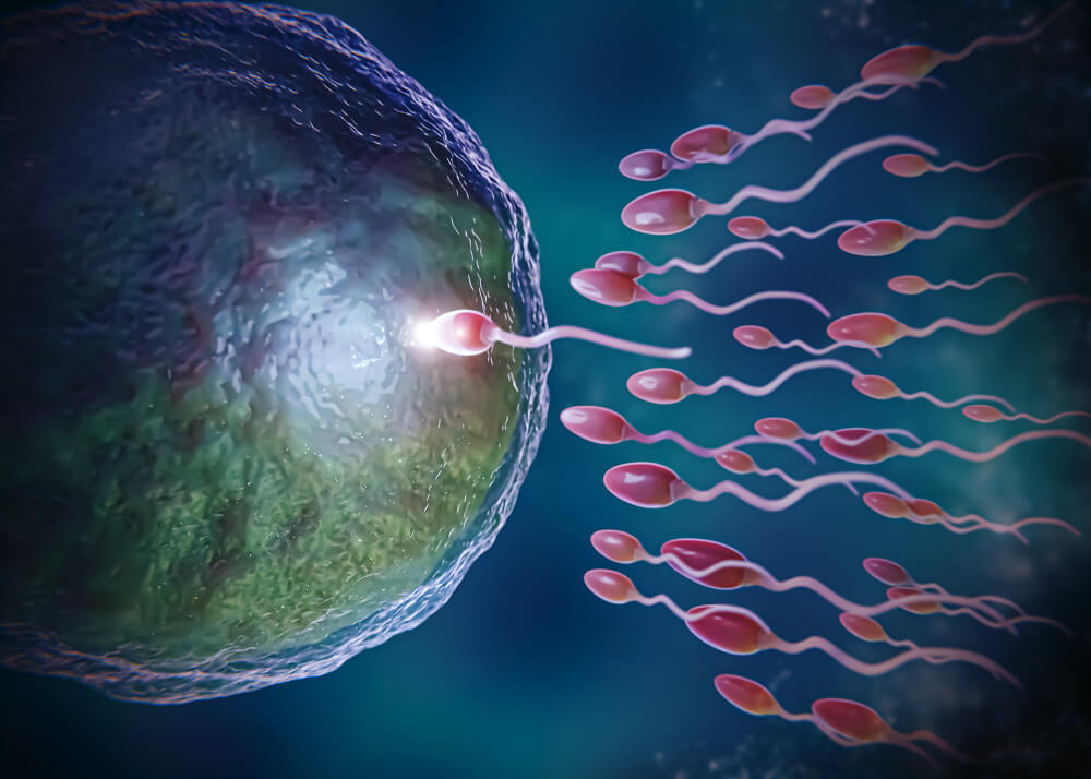 human embryo