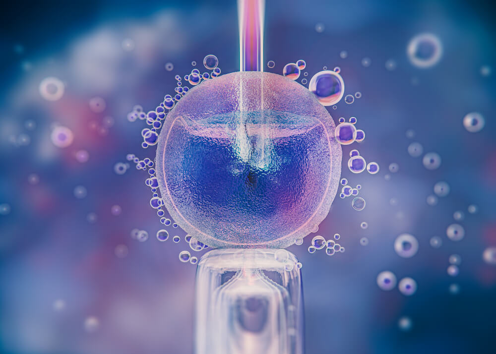 human embryo