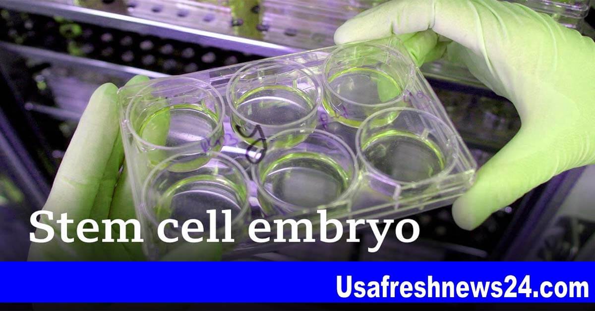 human embryo